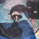 Tako sem zvečer lastnici zasegla posteljo v šotoru ;) Naj ona spi na tleh!