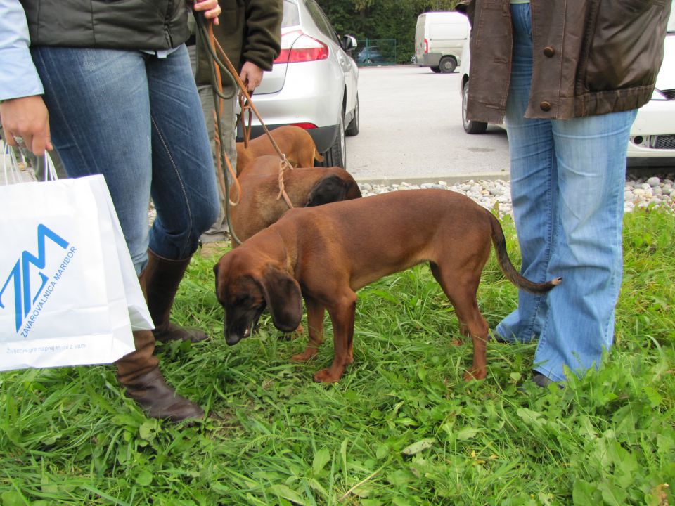 Spec razst goničev CAC 2010 - Sg 2.10.2010 - foto povečava