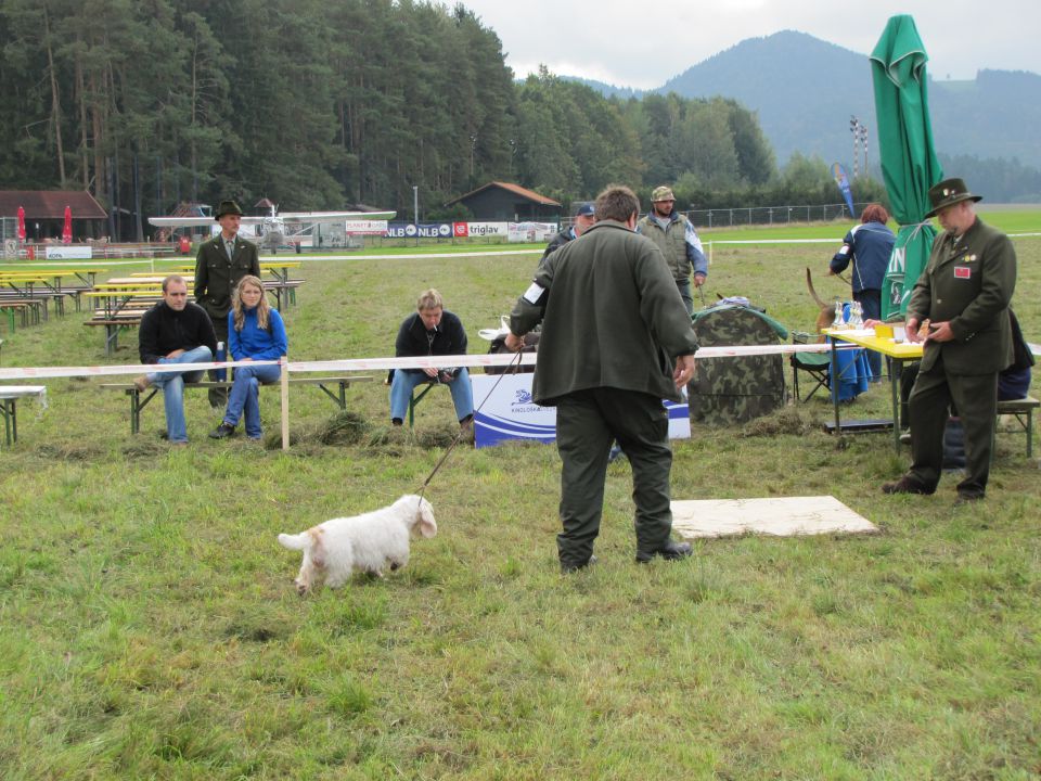 Spec razst goničev CAC 2010 - Sg 2.10.2010 - foto povečava