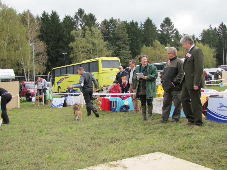 Spec razst goničev CAC 2010 - Sg 2.10.2010 - foto povečava