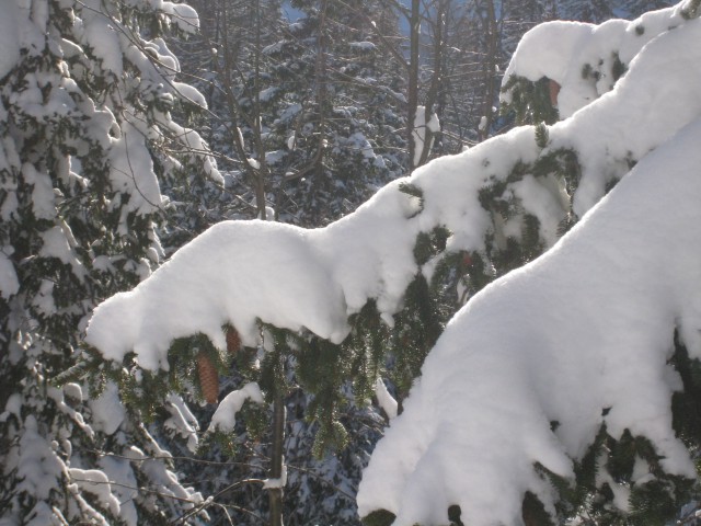 Smučanje božič 2008 - foto