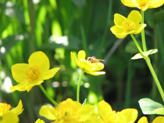 2007-04-22- na vrtu - foto povečava