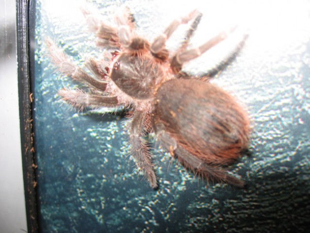 Spider N.Carapoensis - foto