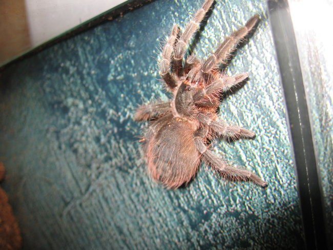 Nhandu carapoensis