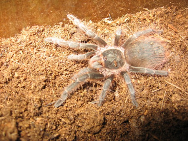 Spider N.Carapoensis - foto