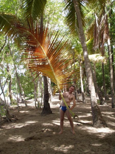 Karibi-Martinique-Vili s palminim listom-moj Rambo