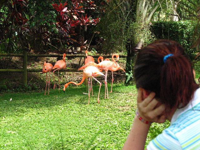 Karibi-Guadaloupe-flamingi