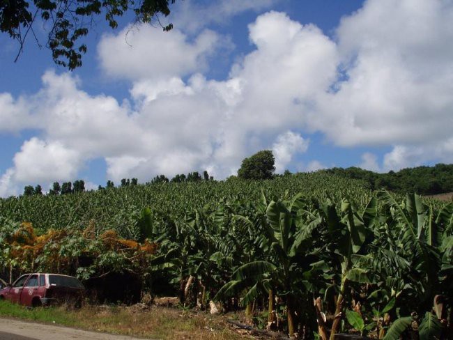 Karibi-Martinique-plantaža banan