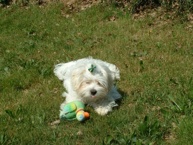 Nicky 5-6 mesecev - foto povečava