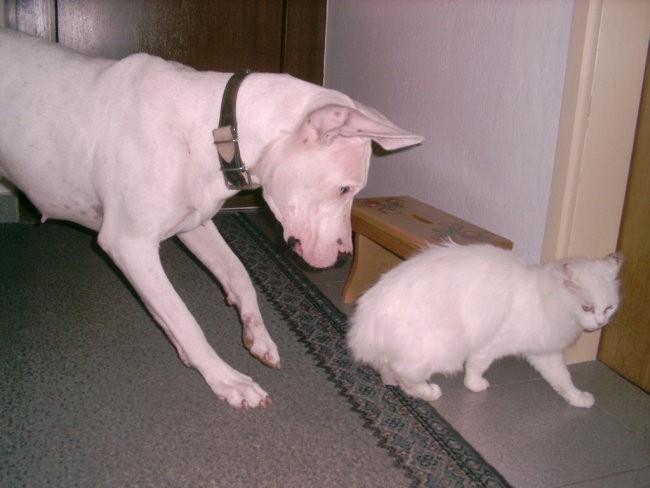 Dogo Argentino - foto povečava