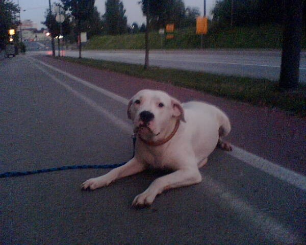 Dogo Argentino - foto povečava