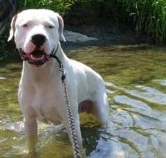 Dogo Argentino - foto povečava