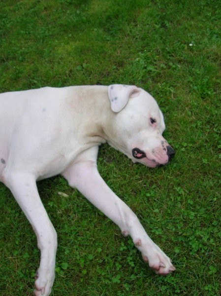 Dogo Argentino - Chuck - foto