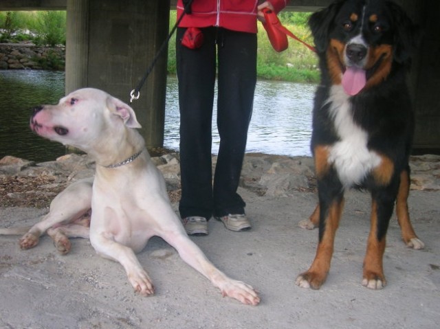 Dogo Argentino - Chuck - foto