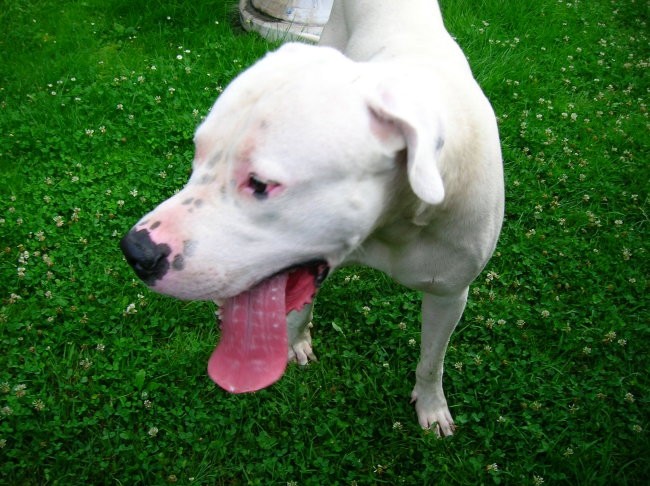 Dogo Argentino - Chuck - foto povečava