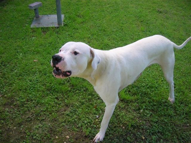 Dogo Argentino - Chuck - foto povečava