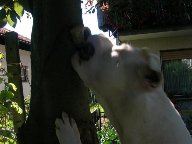 Dogo Argentino - Chuck - foto povečava