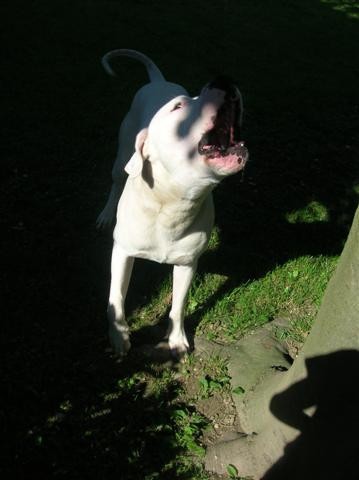 Dogo Argentino - Chuck - foto povečava