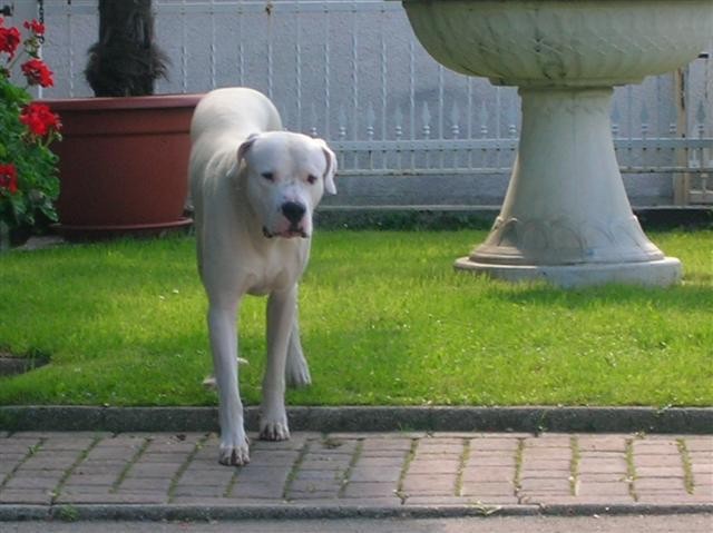 Dogo Argentino - Chuck - foto povečava
