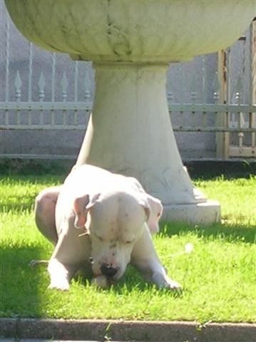 Dogo Argentino - Chuck - foto