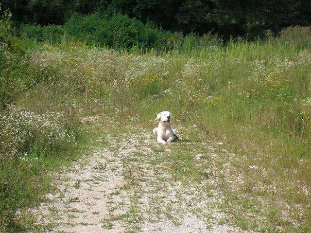 Dogo Argentino - Chuck - foto povečava