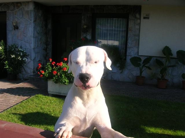 Dogo Argentino - Chuck - foto