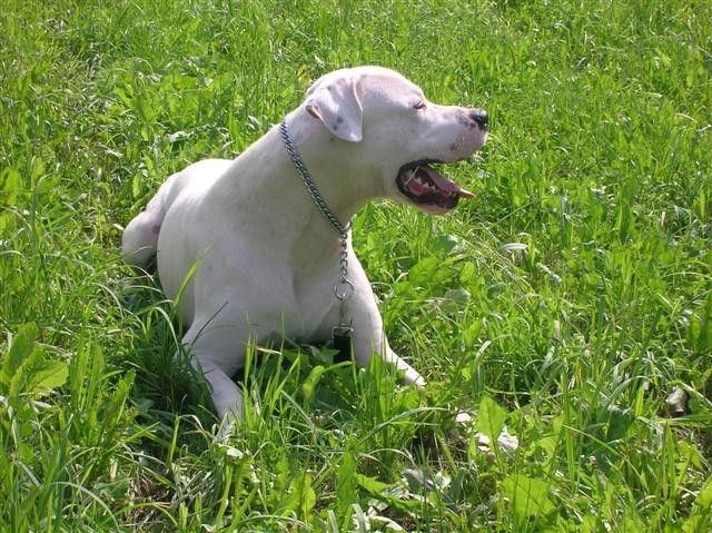 Dogo Argentino - Chuck - foto povečava