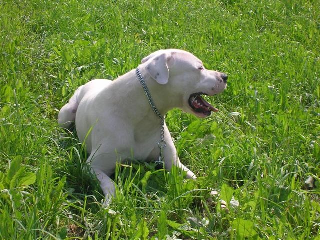 Dogo Argentino - Chuck - foto