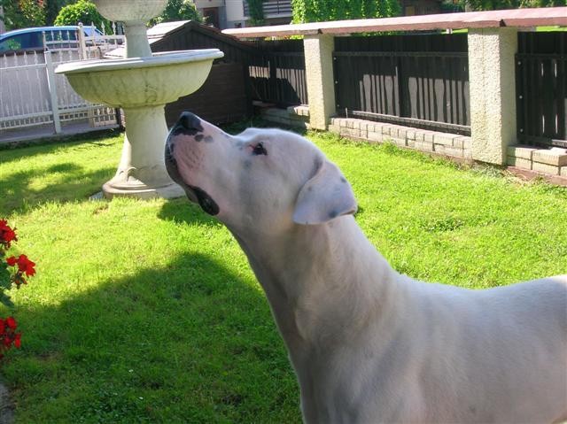 Dogo Argentino - Chuck - foto povečava