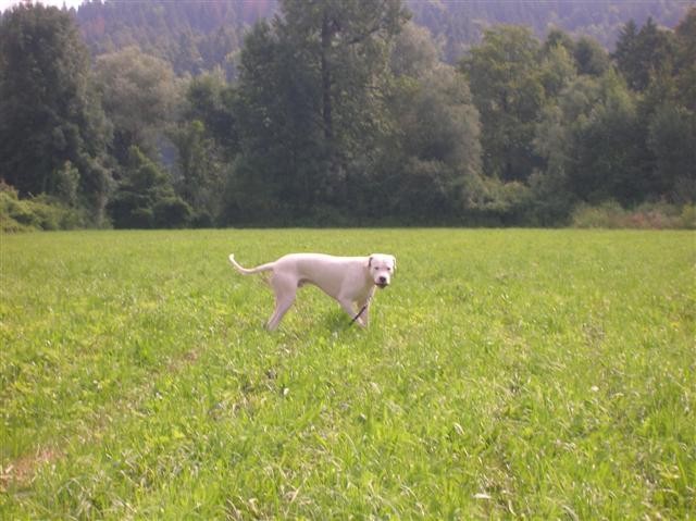 Dogo Argentino - Chuck - foto povečava