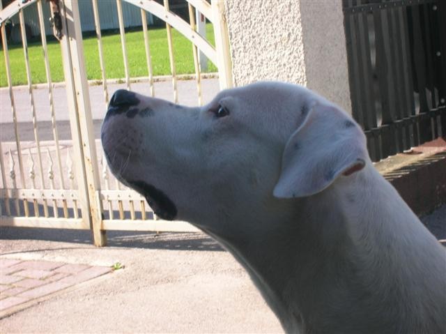 Dogo Argentino - Chuck - foto
