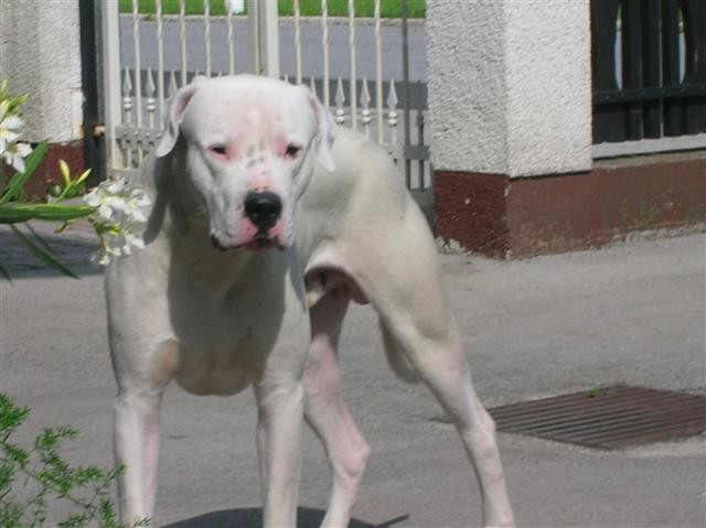 Dogo Argentino - Chuck - foto povečava