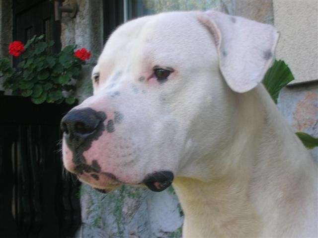 Dogo Argentino - Chuck - foto