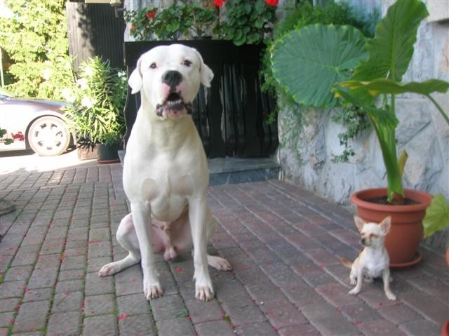 Dogo Argentino - Chuck - foto povečava