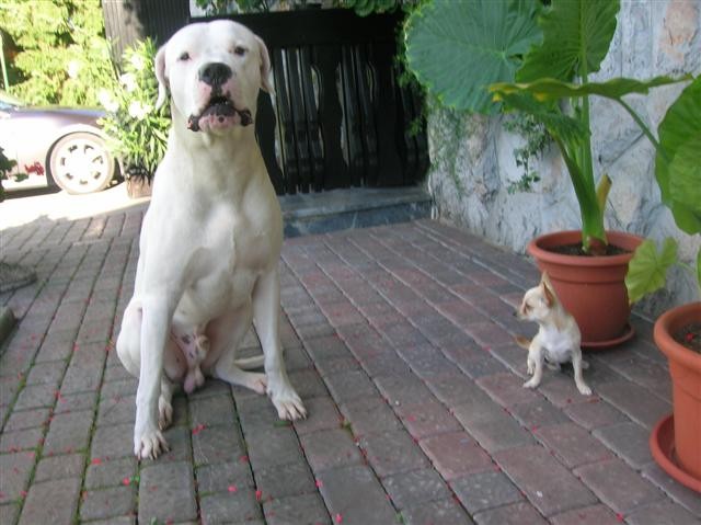 Dogo Argentino - Chuck - foto