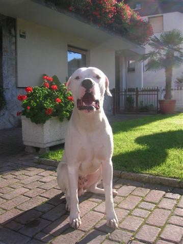 Dogo Argentino - Chuck - foto povečava