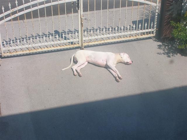 Dogo Argentino - Chuck - foto povečava