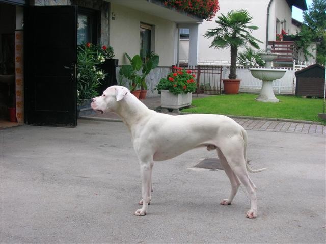 Dogo Argentino - Chuck - foto povečava