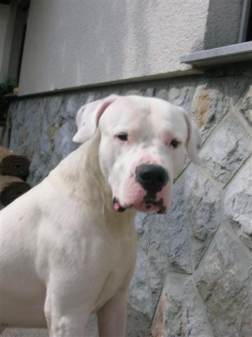 Dogo Argentino - Chuck - foto