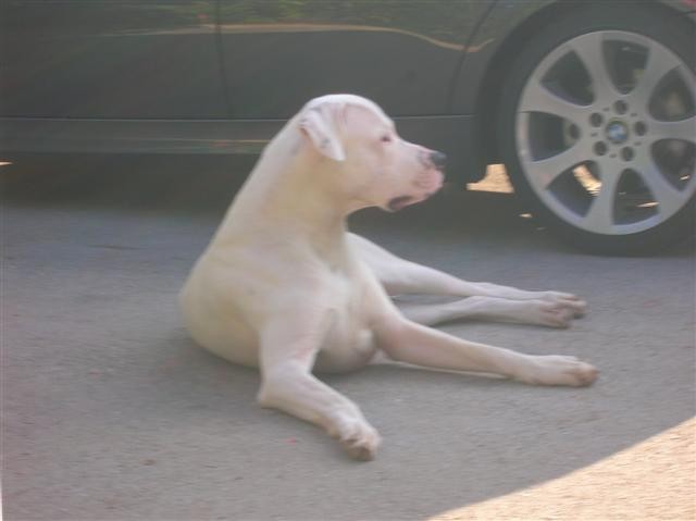 Dogo Argentino - Chuck - foto povečava