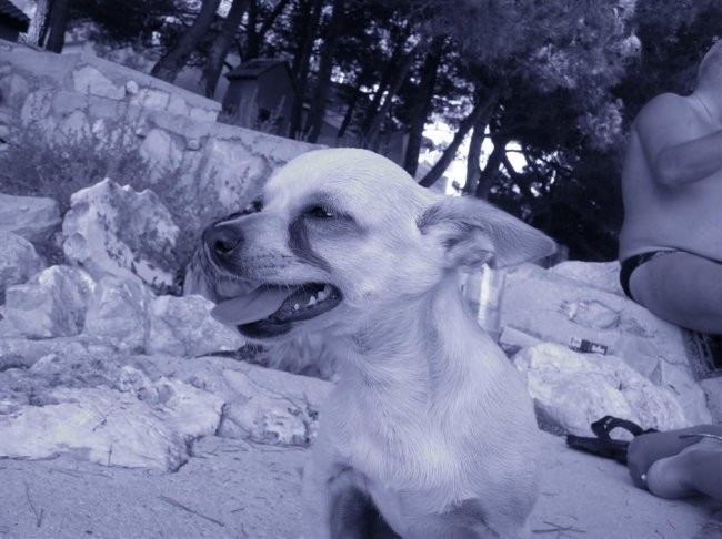 Hvar 2005  - foto povečava