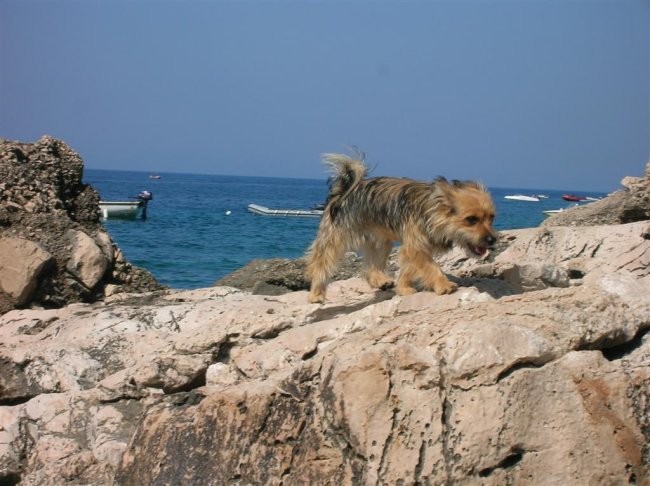 Hvar 2005  - foto povečava