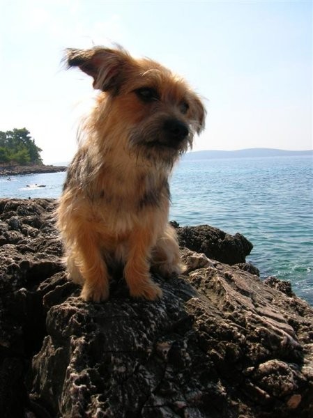 Hvar 2005  - foto povečava
