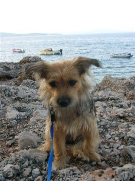 Hvar 2005  - foto