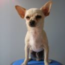 Chihuahua - Mishko