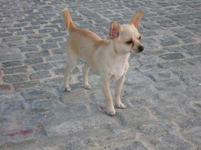 Chihuahua - Mishko - foto