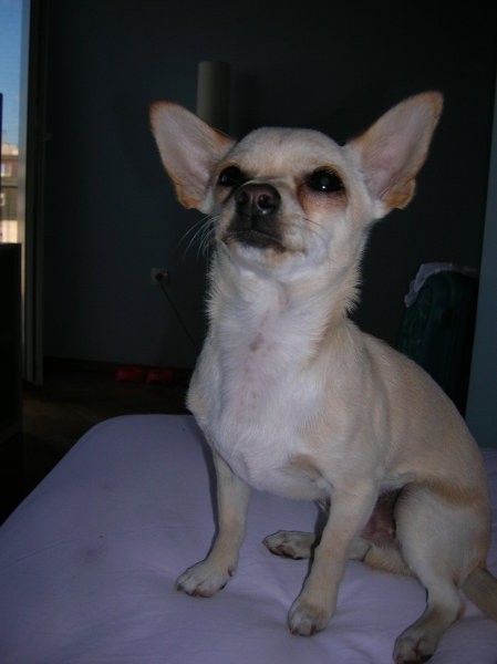 Chihuahua - Mishko - foto