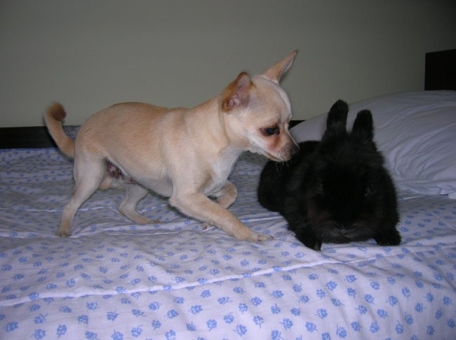 Chihuahua - Mishko - foto povečava