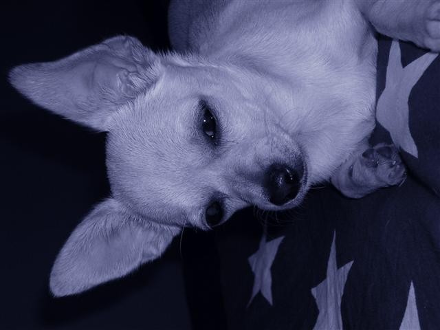 Chihuahua - Mishko - foto