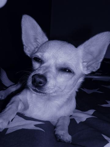 Chihuahua - Mishko - foto povečava